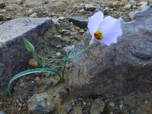 wgchermit2015-day1-5  Mariposa Lily.jpg (380011 bytes)